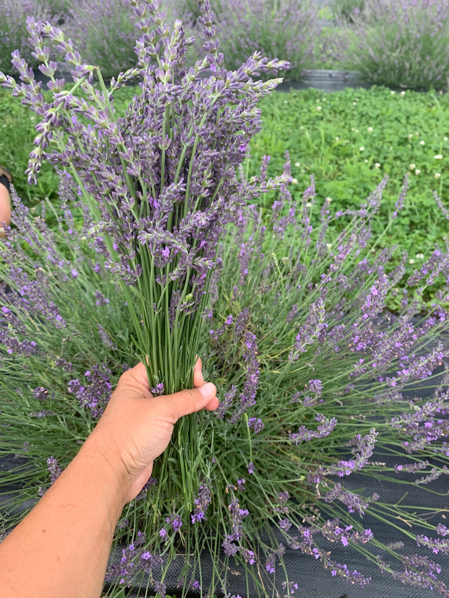 buy lavender plants wholesale Wholesale Crafting Lavender Buds