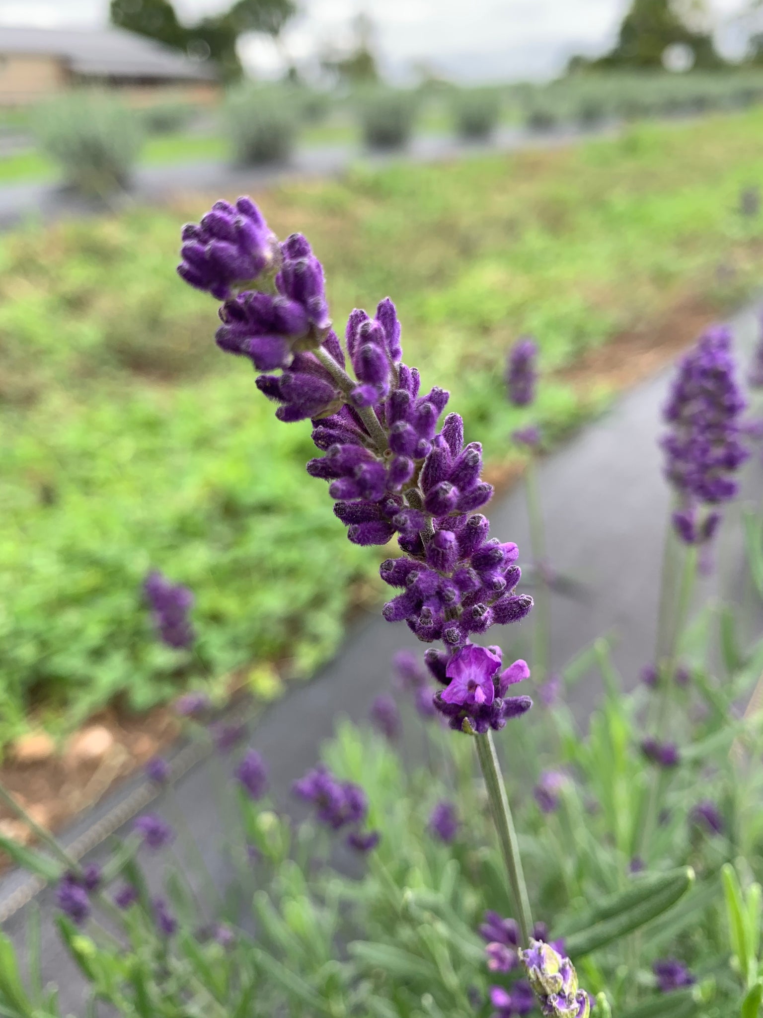 lavender flower buds Wholesale Culinary Lavender Buds – Luscious Lavender Farm