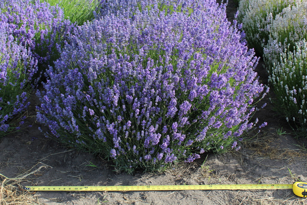 Live Lavender Plants
