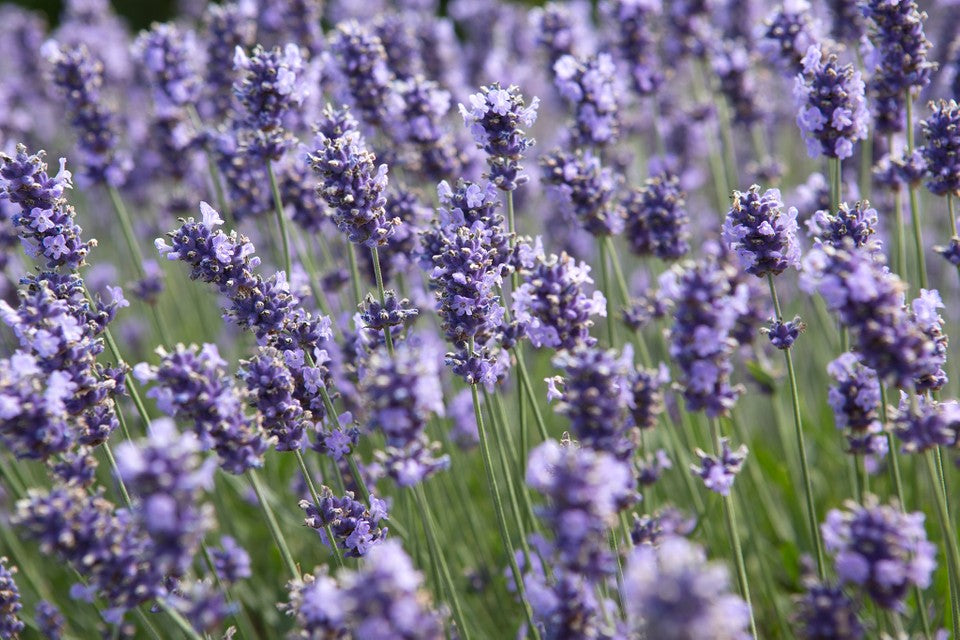 Live Lavender Plants – Luscious Lavender Farm