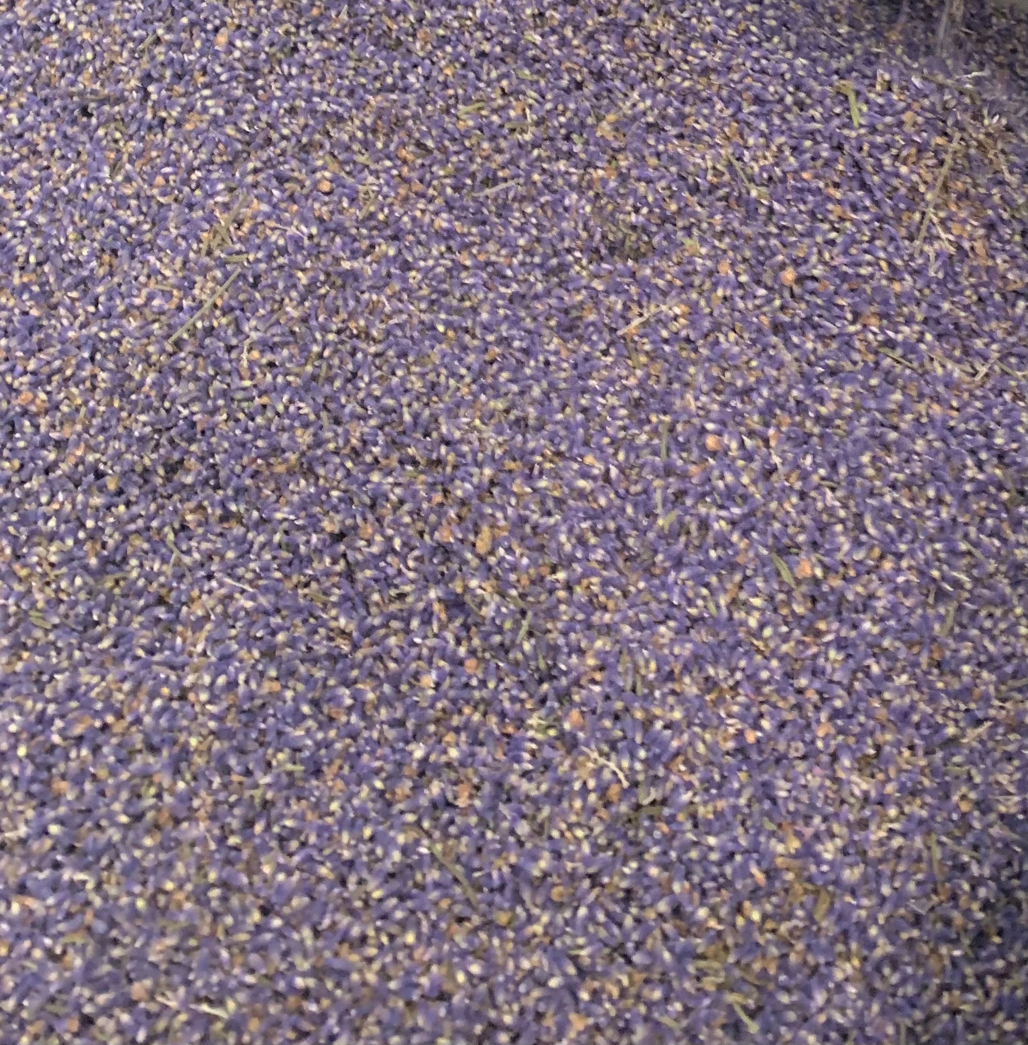 Hidcote English Lavender buds