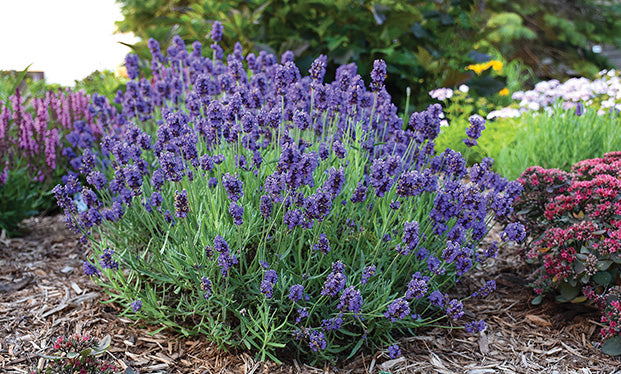 lavender tree canada Live Lavender Plants – Luscious Lavender Farm