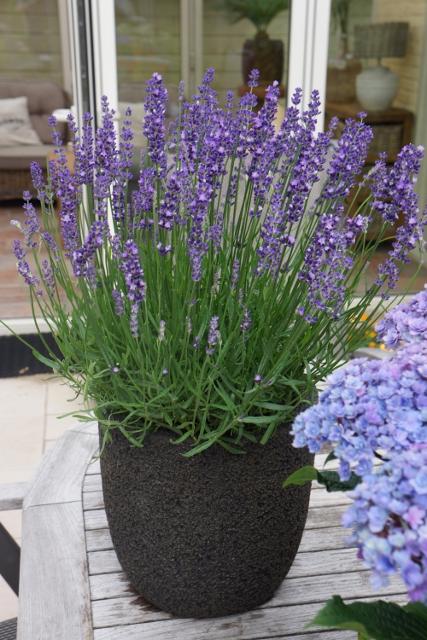 Live Lavender Plants